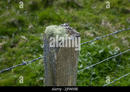 Ein einzelner hölzerner Zaunpfosten, der Beweise für Flechten zeigt, die oben und an den Seiten wachsen Stockfoto