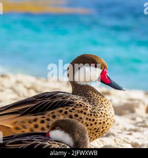 Eine Ente, die am Strand der amerikanischen Jungferninseln ruht Stockfoto