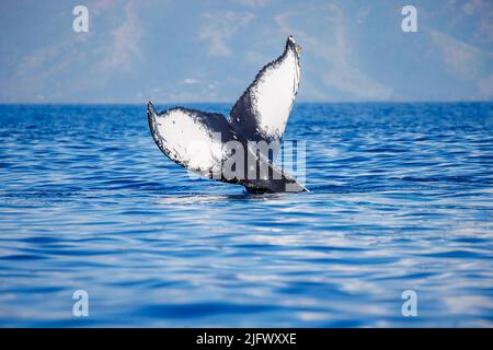 Der Schwanz eines Buckelwals, Megaptera novaeangliae, vor der Küste von Molokai, Hawaii. Stockfoto