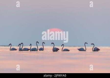 Größere Flamingos bei Sonnenaufgang, Askar, Bahrain Stockfoto