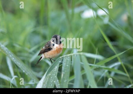 Männlicher sibirischer Stonechat thronte auf grünen Blättern, die mit Tautropfen bedeckt waren Stockfoto