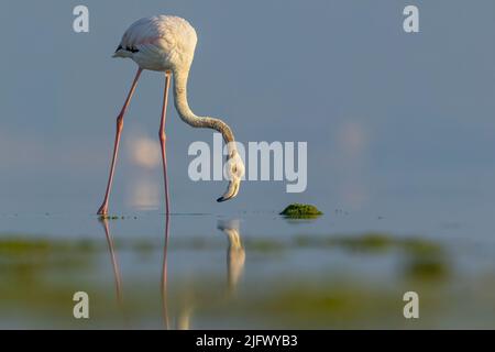 Großraum Flamingo sucht nach Nahrung in seichtem Wasser, Eker, Bahrain Stockfoto