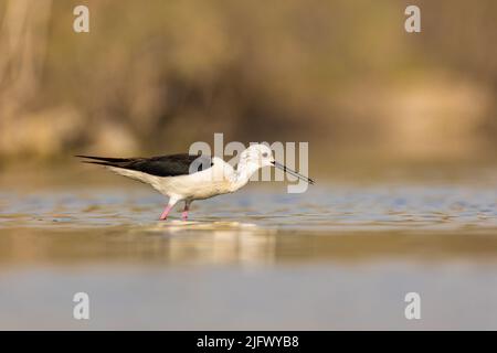 Schwarze geflügelte Stelzenjagd im Wasser, Askar, Bahrain Stockfoto