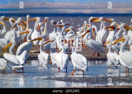 Die Saltonsee ist ein flaches, Binnengewässer mit hoher Salzlösung in den Grafschaften Riverside und Imperial am südlichen Ende des US-Bundesstaates Kalifornien, USA. Salton Sea bietet ein Überwinterungsgebiet für amerikanische Weiße Pelikane. Pelecanus erythrorhynchos Stockfoto