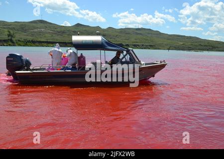 US Geological Survey Flusswissenschaftler untersuchen das Schicksal von balligen Störlarven am Upper Missouri River in Montana.die rote Farbstoffspur (Rhodamin-WT) in diesem Bild wird zur Berechnung der nachgelagerten Dispersionsrate verwendet. Ein besseres Verständnis der Dynamik, in der sich die Larven stromabwärts bewegen und wie lange sie sich sicher absetzen und mit der Fütterung beginnen müssen, kann zu wichtigen Erholungsmöglichkeiten für diesen gefährdeten Fisch führen. Kredit: USGS Stockfoto