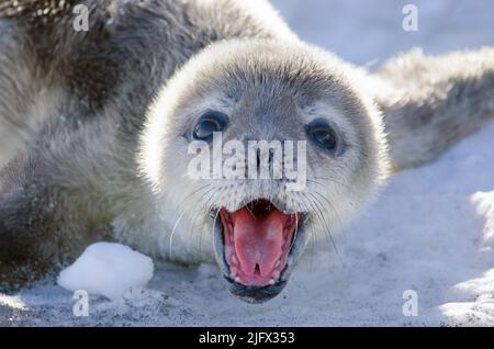 Baby Weddell Robbe, Erebus Bay, Antarktis. Das Weddellmeer, Leptonychotes weddellii, ist eine relativ große und reichlich vorhandene echte Robbe mit einer zirkumpolaren Verteilung rund um die Antarktis. Die Weddellrobbe wurde im Jahr 1820s bei Expeditionen entdeckt und benannt, die vom britischen Siegelkapitän James Weddell in das Gebiet des Südlichen Ozeans geführt wurden, das heute als Weddellmeer bekannt ist. Die Lebensgeschichte dieser Art ist gut dokumentiert, da sie sich in schnellen Eisumgebungen in der Nähe des antarktischen Kontinents und häufig in der Nähe von antarktischen Basen befindet.Quelle USGS / W.W.Link (NMFS Permit No: 1032-1917.) Stockfoto