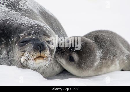 Weddell-Dichtungen. Leptonychotes weddellii. Die Population der Weddellrobben in Erebus Bay, Antarktis, wird seit Jahren intensiv untersucht; die Studie ist eine der am längsten laufenden Studien eines langlebigen Säugetiers. Aufgrund ihrer Isolation ist diese Bevölkerung durch menschliche Aktivitäten ungestört. Die Weddell-Robbenpopulation ist gesund und stabil und liefert damit ein gutes Beispiel für Studien zur Dynamik der Tierpopulation. Credit USGS/W.W.Link Stockfoto