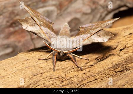 Vorderansicht eines Pappelfalkenmotten, Laothoe populi, der auf einem verfaulten Baumstamm ruht. Stockfoto