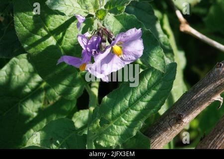 Violett blühende Cymose umbel Blütenstände von Chaparral Nightshade, Solanum Xanti, einem einheimischen Unterstrauch in den Santa Monica Mountains, Winter. Stockfoto