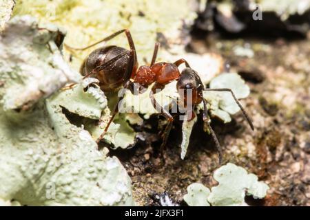 Formica rufa, auch bekannt als rote Waldameise, südliche Waldameise oder Pferdeameise. Stockfoto