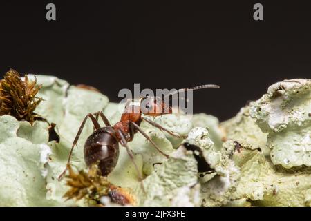 Formica rufa, auch bekannt als rote Waldameise, südliche Waldameise oder Pferdeameise. Stockfoto