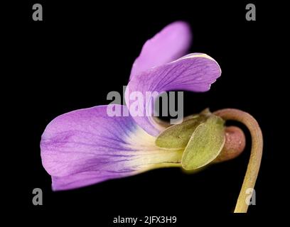 Detail von Common Blue Violet. Viola sororia. Gefundenes Exemplar in Howard County, Maryland, USA, Quelle: USGS/BIML Stockfoto