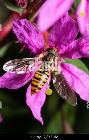 Eine weibliche Episyrphus balteatus-Schwebfliege, manchmal auch die Marmelade-Schwebfliege genannt, thront auf einer Blume. Stockfoto