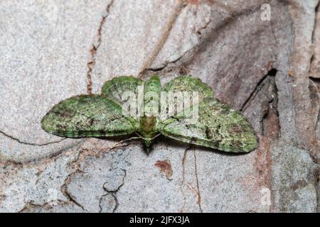 Eine grüne Mockeule, Pasiphila rectangulata, die auf der Rinde eines Baumes ruht. Stockfoto