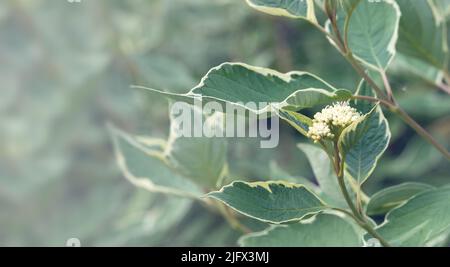 Weiße kleine Blüten von Cornus alba Elegantissima. Eine schöne Zierpflanze. Gartenarbeit und Landschaftsgestaltung. Stockfoto