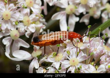 Ein gewöhnlicher roter Soldatenkäfer, Rhagonycha fulva, der sich von einer Blume ernährt. Auch bekannt als der Blutsaugerkäfer und der Käfer mit dem Hahnenfuß. Stockfoto