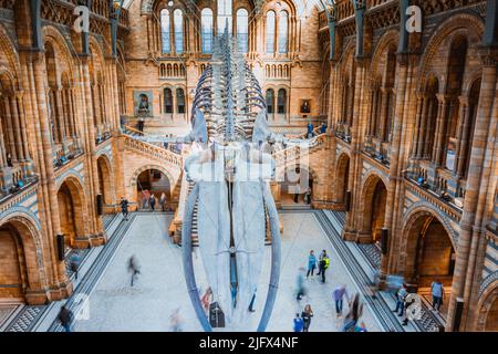 Whale skelton, genannt Hope, in der Hintze Hall. Naturkundemuseum. Kensington & Chelsea, , London, United Kindom, Europa Stockfoto