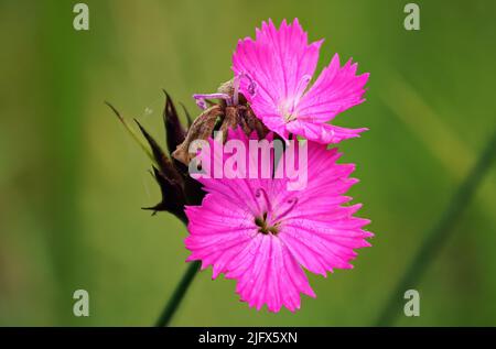 Rosa Wilde Nelkenblumen - Dianthus-Arten - wächst auf der Wiese, Nahaufnahme Makro-Detail Stockfoto