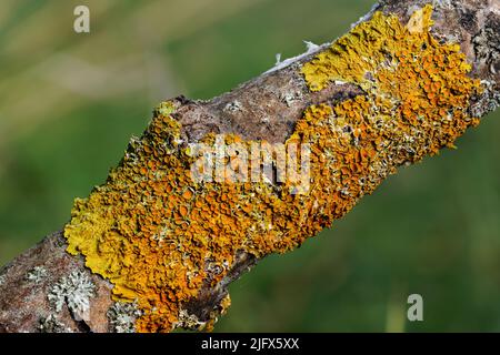 Gelb orange maritime Sonnenflechte - Xanthoria parietina und einige Hypogymnia physisodes - wächst auf trockenem Baumzweig, Nahaufnahme Detail Stockfoto