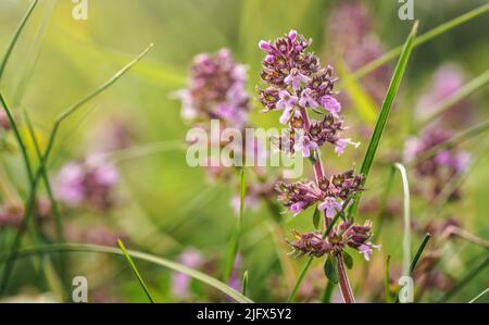 Kleine lila Sommersprossen wilden Thymian - Thymus serpyllum - Blumen wachsen auf Sommerwiese, Nahaufnahme Makro Detail Stockfoto