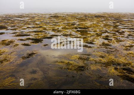 Schwimmende Algen bei Ebbe Stockfoto