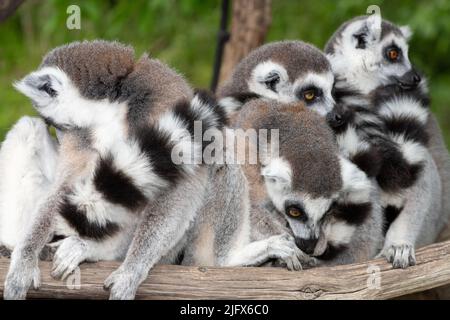 Eine Gruppe von Ringschwanzlemuren (Lemur catta) drängte sich zusammen Stockfoto