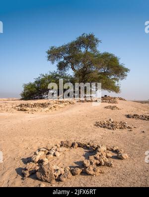 Baum des Lebens, Bahrain mit Steinmarkierungen im Vordergrund Stockfoto