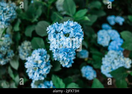 Blühende blaue und violette Blüten an einem großen Hortensienbusch im Sommer Stockfoto