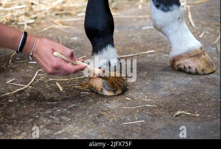 Unkenntliche Frau, die im Stall mit grobem Pinsel Pferde-Hufe mit Schmierfetten bedeckt Stockfoto