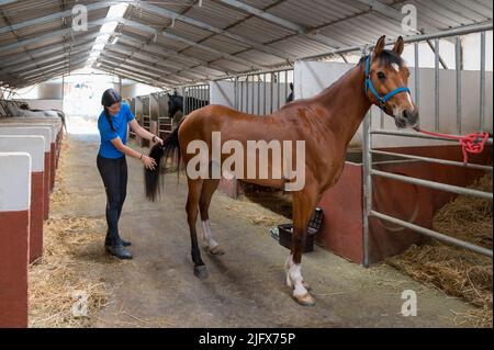 Junge Hündin mit dunklem Haar, die den Schwanz des Lorbeerpferdes mit Pinsel kämmend, während sie an sonnigen Tagen im Stall auf der Ranch arbeitete Stockfoto