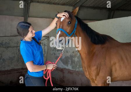 Junge Frau in blauem T-Shirt streichelt den Kopf des loyalen Lorbeerpferdes an der Betonwand im Stall tagsüber Stockfoto