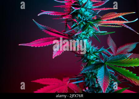 Die Blätter einer Cannabispflanze aus der Nähe. Farblich rosa Blatt von medizinischem Marihuana auf dunklem Hintergrund. Foto der modernen ästhetischen Kunst von Cannabisblättern in pu Stockfoto