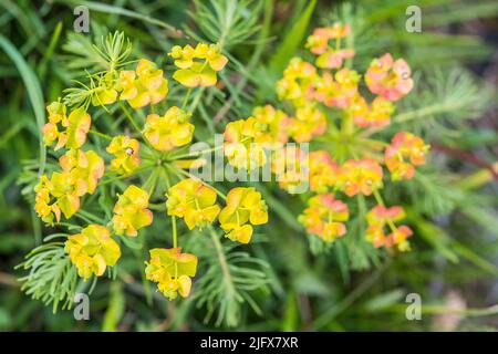 Euphorbia cyparissias, der Zypressenanfall, ist eine Pflanzenart der Gattung Euphorbia. Stockfoto