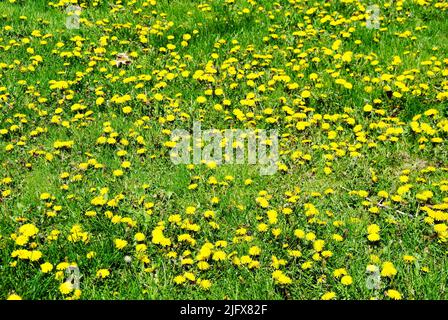Dandelionenfeld im Nordosten von Ohio im Mai 2022 Stockfoto