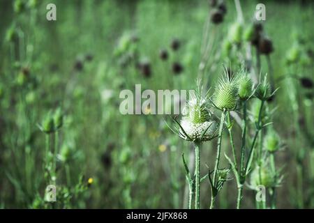 Fuller Teel wachsen auf einer grünen Sommerwiese. Trockene Blüten von Dipsacus fullonum, Dipsacus sylvestris, ist eine Art blühender Pflanze, bekannt durch die comm Stockfoto