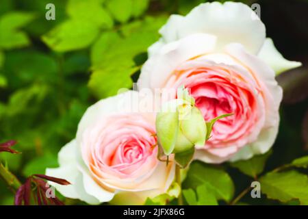 In einem Garten wachsen hybride Teerosen, rosa weiße Blüten. Nahaufnahme mit weichem selektivem Fokus Stockfoto