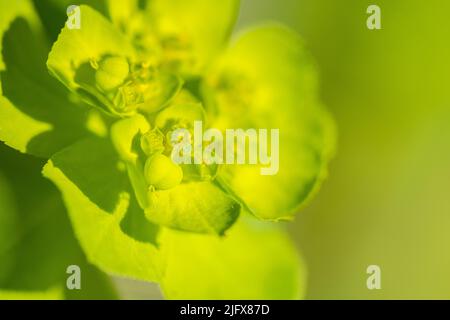 Euphorbia helioscopia, der Sonnenaufgang oder die Milch von Verrückten, ist eine Art Blütenpflanze der Familie der Verrückten Euphorbiaceae. Stockfoto