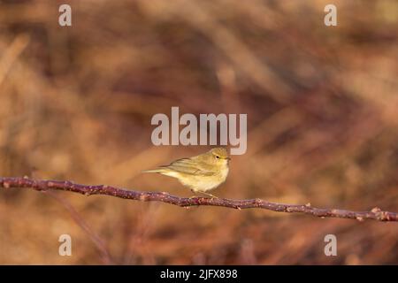 Die gewöhnliche Chiffchaff (Phylloscopus collybita), oder einfach die Chiffchaff, ist ein häufiger und weit verbreiteter Laubsänger, der in offenen Wäldern durchbrütet Stockfoto