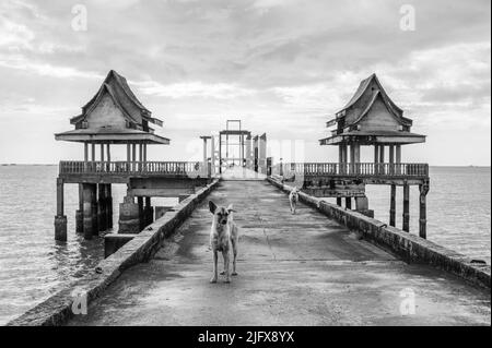 Thailändische Straßenhunde an einem Pier, der zu einem unvollendeten Tempel in Thailand Südostasien führt Stockfoto