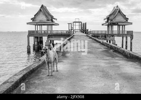 Thailändische Straßenhunde an einem Pier, der zu einem unvollendeten Tempel in Thailand Südostasien führt Stockfoto