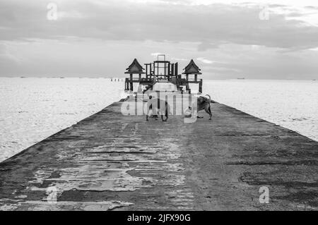 Thailändische Straßenhunde an einem Pier, der zu einem unvollendeten Tempel in Thailand Südostasien führt Stockfoto