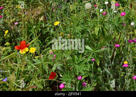 Prächtige Blumenränder mit vielen einheimischen Wildblumen im 16. Century Earlshall Castle, Leuchars, Fife, Schottland, Juli 2022, Offene Gärten Stockfoto