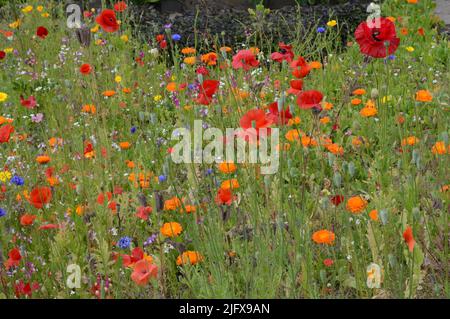 Prächtige Blumenränder mit vielen einheimischen Wildblumen im 16. Century Earlshall Castle, Leuchars, Fife, Schottland, Juli 2022, Offene Gärten Stockfoto