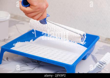 Ein Mann taucht eine Velourwalze in weiße Farbe von einem Tablett, um Tapete zu malen. Stockfoto