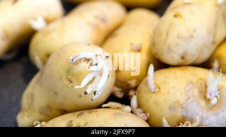 Gekeimte Kartoffeln. Makroaufnahme von Saatkartoffeln mit Sprossen. Wurzelpflanzen zum Pflanzen. Landwirtschaft und Landwirtschaft. Stockfoto