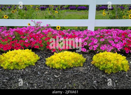 Leuchtend rosa und rote Petunien mit Sedum im Garten Stockfoto