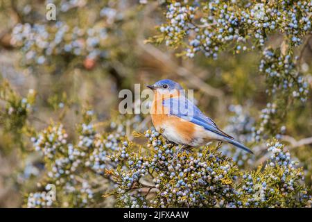 01377-19402 Östliche Bluebird (Sialia sialis) in roter Zeder (Juniperus virginiana) Baum Marion Co. IL Stockfoto