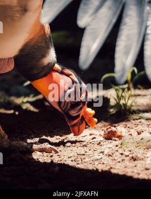 Eine vertikale Aufnahme eines Königsgeiers, der auf dem Boden nach Nahrung sucht Stockfoto