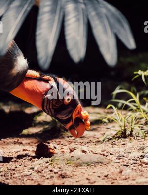 Eine vertikale Aufnahme eines Königsgeiers, der auf dem Boden nach Nahrung sucht Stockfoto
