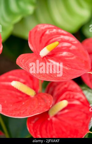 Bunte und exsotische Orchideenblüten in voller Blüte. Stockfoto